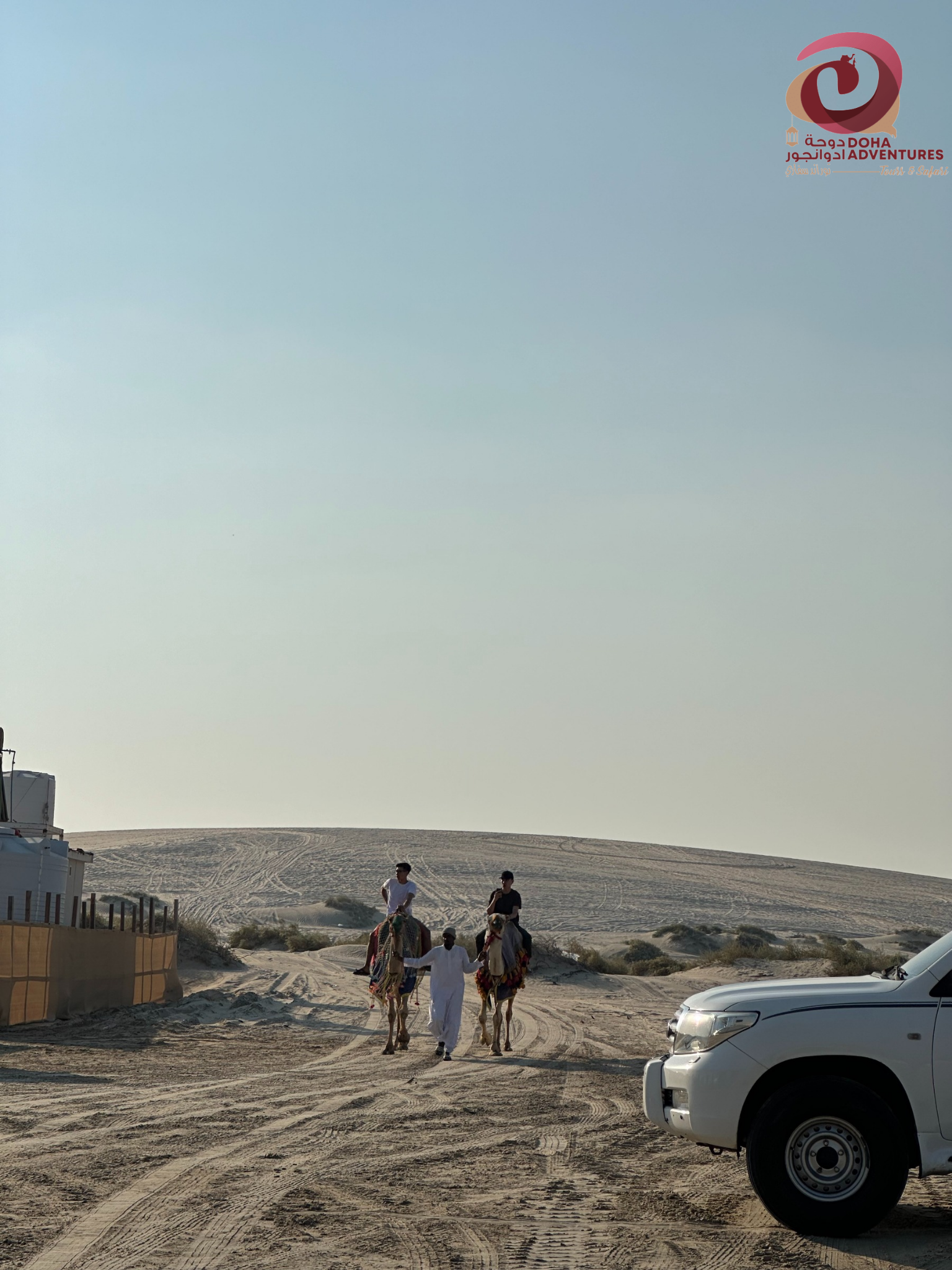 two camels in desert